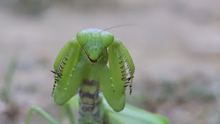 Wildlife photography pov  Cinematic rhombodera 100k nature wildlifephotography cinematicvideo [upl. by Aileve843]