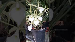 Floração de brassavola Perini no orquidario [upl. by Bowe]