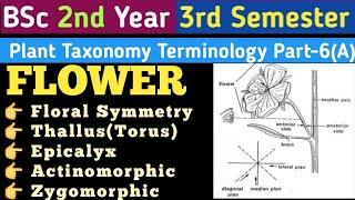 Flower terminologyFloral SymmetryActinomorphicZygomorphicEpicalyxPedunclePedicleBractiolate [upl. by Adiaroz]