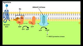 RECEPTORES ADRENERGICOS [upl. by Tiduj394]