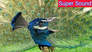 Peacock kaise bolta hai Peafowl Voice Mor ki Aawaj kitni tej hoti hai [upl. by Deckert]