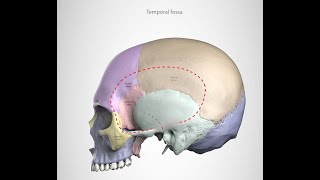 GR2  Lec 4  Temporal Fossa Infratemporal fossa and muscles of mastication [upl. by Willem]