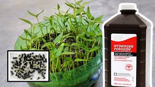 Hydrogen Peroxide and Perlite For Plants Germination Benefits [upl. by Gerhardine]