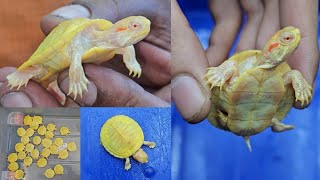 Albino Red Eared Slider Turtle in India [upl. by Lauhsoj]