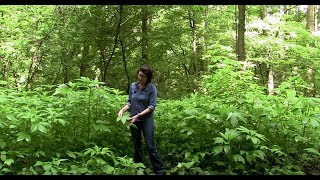 Giant Ragweed Ambrosia trifida  Lorna MauneyBrodek [upl. by Dippold626]