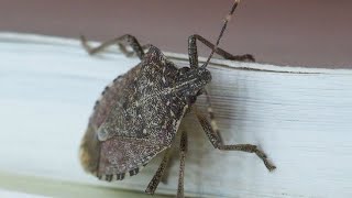 quotUltimate Stink Bug Repellent Guide Keep Your Home BugFreequot [upl. by Azial]