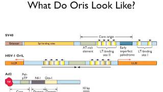 Replication of DNA Virus Genomes Lecture 7 [upl. by Wales]