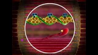 Muscle Contraction Cross Bridge Cycle Part 3 [upl. by Eryt]