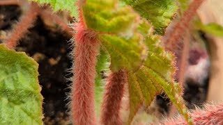 Part 2 Rhizomatous Begonia revival 3 month update Begonia Cachuma [upl. by Aicnorev]