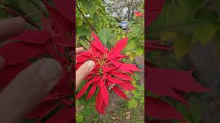 Cuetlaxochitl Flor de Noche Buena Poinsetia Euphorbia pulcherrima nochebuena poinsettia [upl. by Enajiram]