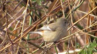 ベニマシコ 食事中 Longtailed Rosefinch eating [upl. by Enytnoel]