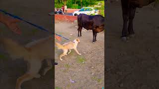 मेरा डॉगी लड़ाई करने गया😭funnydogs shorts [upl. by Refynnej178]