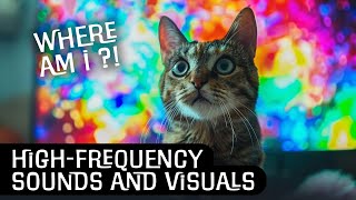 Ultimate Cat Stimulation  HighFrequency Sounds and Visuals to Test Your Cats Abilities 😺🔊 [upl. by Artap]