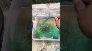 Daphnia magna noyfishfarm goldfishbreeder goldfish dahpniamagna pakanhidup fyp reelviral [upl. by Cogan]