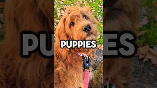 ✨️SUBSCRIBE IF YOU LOVE PUPPIES✨️ shorts puppy dog [upl. by Corinna]