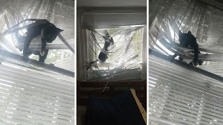 Cat Sitter Catches Kitten Tangled In Destroyed Blinds [upl. by Ijat]