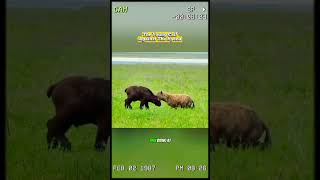 The young calf against the hyena wildanimal animal foryou youtubeshorts [upl. by Kristin]