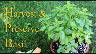 Harvesting amp Preserving Basil  So it will grow all season long [upl. by Ulrikaumeko]