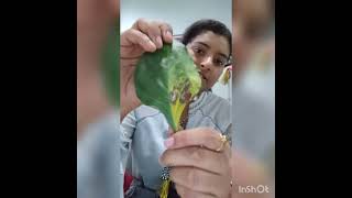 Cercospora leaf spot of Capsicum or Frog eye spot Diseases Priyanka Bhardwaj Plant Pathology [upl. by Adnala]