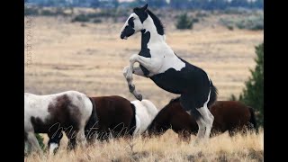 Wild Horses  Mustangs of Oregon [upl. by Brause]