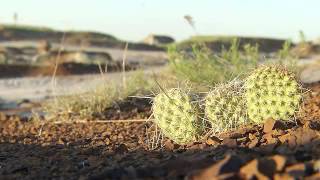 Comfort Camping in Dinosaur Provincial Park [upl. by Loesceke]