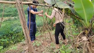 Build a trellis and harvest beans to sell at the market  triệu muội muội [upl. by Rolan]