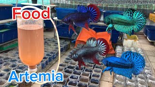 Cách ấp artemia và wild betta  Food artemia and Wild betta bettafish wildbetta [upl. by Eckhardt]