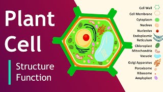 Plant cell Structure and Function  Plant Cell Model  Basic Science Series [upl. by Anayra314]