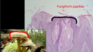 Fungiform papillae  practical Histology [upl. by Ivanna306]