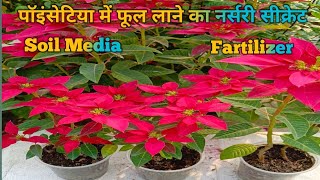 Poinsettia plant careCare of poinsettia plant How to grow poinsettia plant Christmas plant [upl. by Ahsatel]