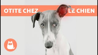 5 REMÈDES MAISON contre lOTITE chez le CHIEN 🐶✅ Comment nettoyer ses OREILLES [upl. by Sheela]