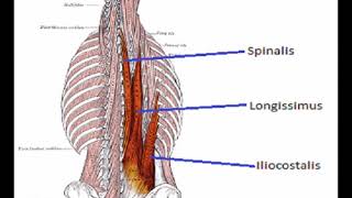 Two Minutes of Anatomy Erector Spinae AKA Paraspinals [upl. by Najram933]