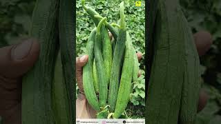 Sponge Gourd F1 HB Leesa [upl. by Inimak318]