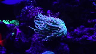 Aussie Pink Tip Torch Coral [upl. by Ney]