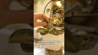 Propagating my favorite Hoya hoya plantpropagation houseplant tutorial fyp [upl. by Ojillek]