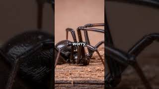 The SHOCKING Truth About Black Widow Spiders You Never Knew [upl. by Enelec965]