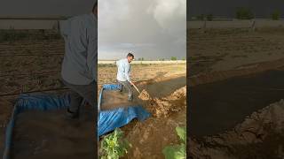 TARLA SALMA SULAMA  FIELD FLOOD IRRIGATION [upl. by Callum277]