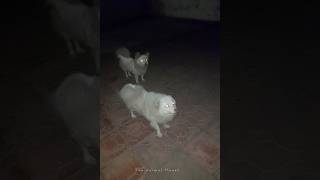 Japanese Spitz  Dogs with White Coats [upl. by Anel144]