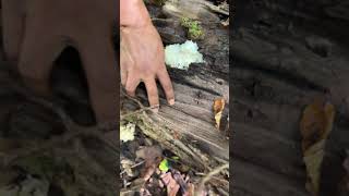 🤫🦁🍄 Lions Mane Mushroom hiding inside a fallen tree 🫣🪵 mushroomhunting food wow hiddengems [upl. by Anoid]