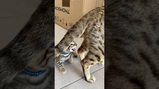 Aboule le lait  bengal cat chaton kitten mother chat cute [upl. by Warrin]