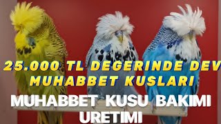 MUHABBET KUSU URETİMİ  BAKİMİ  SHOW JUMBO MUHABBET MUHTEŞEM URETİMHANE SefaErdoganOfficial [upl. by Polik712]