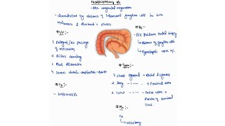 HIRSCHSPRUNGS DISEASE NOTES ONE PAGE NOTES  LARGE INTESTINE  SURGERY  4TH PROFF  MBBS [upl. by Innep266]