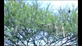 Maharashtra farmer leaves his entire farm for birds to feed on [upl. by Evilc]