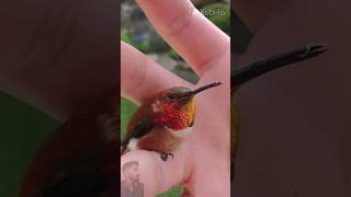 Top 10 Smallest Birds in the world❤ short ytshorts birds [upl. by Ariamoy]