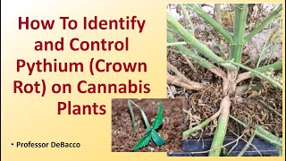 How To Identify and Control Pythium Crown Rot on Cannabis Plants [upl. by Velleman]