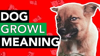 Different Dog Growls and What They Mean [upl. by Mazel799]