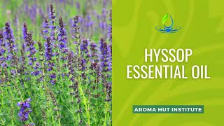 Hyssop Essential Oil  Hyssop Oil Uses and Benefits [upl. by Pero]