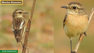 Siberian Stonechat Common StonechatBirds of Kanha Bird62 [upl. by Jarnagin655]