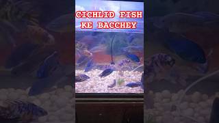 CICHLID FISH KE BACCHEYcichlidaquariumcichlidaquariumscichlidfishcichlidlovecichlidcichlids [upl. by Nylia]