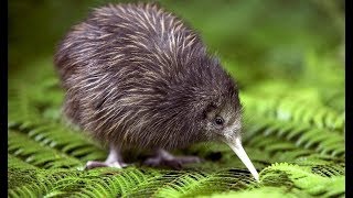 Kiwi  New Zealand Endemic Bird [upl. by Airdnahc153]